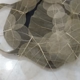 combo 50 lá bồ đề