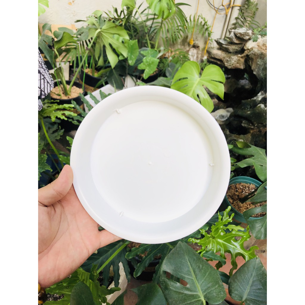 Đĩa Lót Chậu Bằng Nhựa 2 màu sắc phù hợp mọi loại chậu trồng cây cảnh hoa hồng