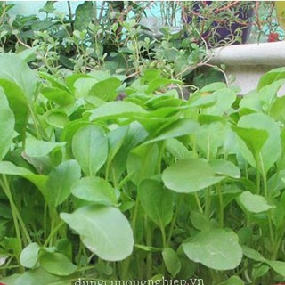 Hạt giống cải ngọt ăn non { gói 10gram }