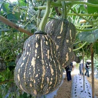 BÍ ĐỎ CỦ LẠC THÁI LAN F1