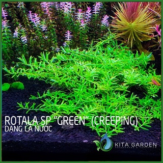 Cây thủy sinh Rotala xanh bò - Rotala sp "Green" (creeping) -  Dễ Trồng - Cây Dạng Cạn