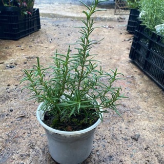 ROSEMARY - CÂY HƯƠNG THẢO BỤI LỚN