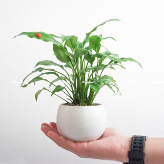 Cây Lan Ý để bàn (chậu hạt dẻ)
