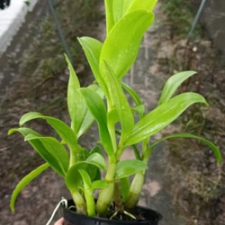 Denro nắng móng rồng vàng