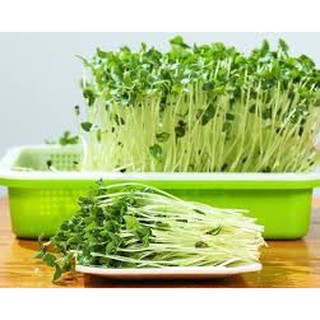 20 gram hạt giống mầm rau cải mơ