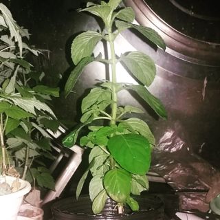 Bầu bạc hà loại nhỏ