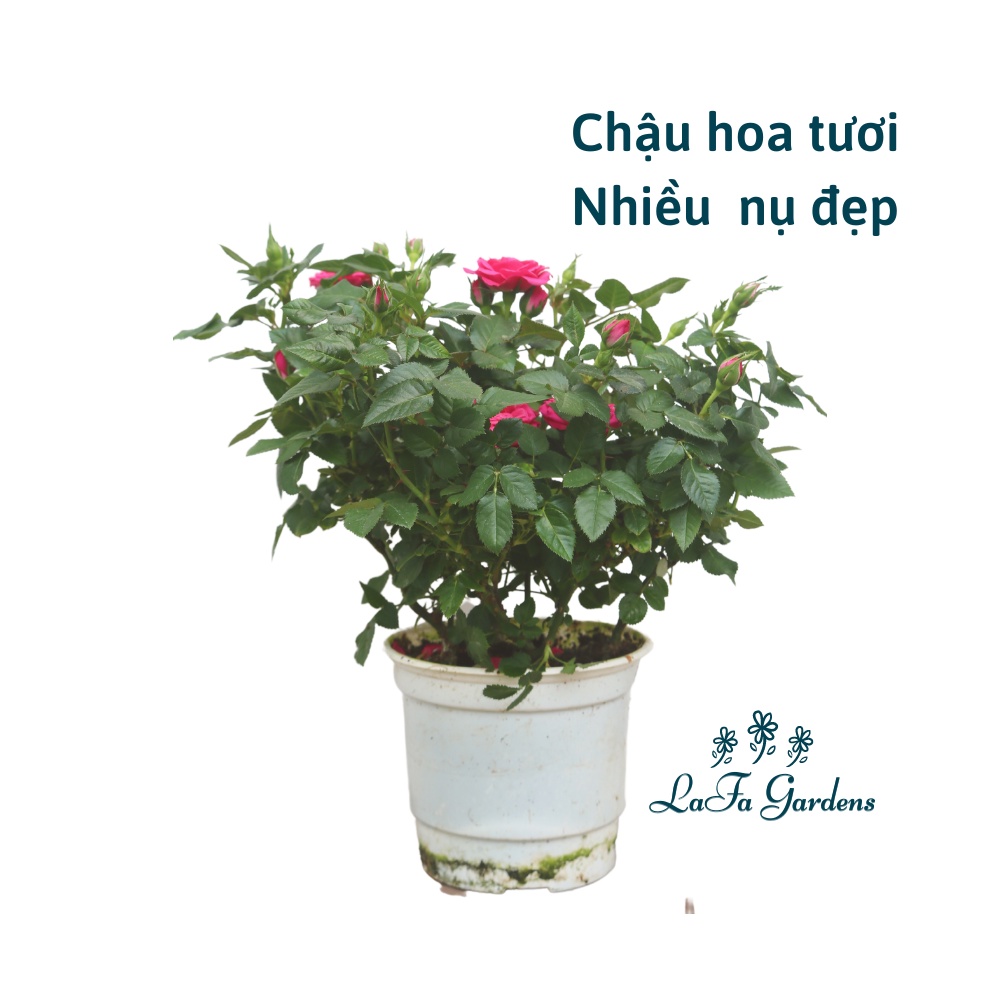 Hoa hồng siêu nụ màu hồng nhạt LAFA GARDEN - Quà tặng hoa kiểng