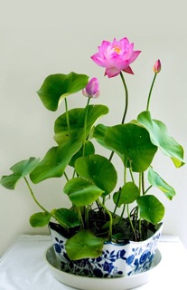 Hạt giống sen mini Nhật