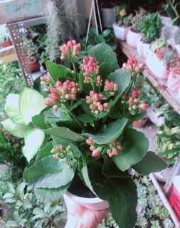 Chậu Cây Sống Đời
