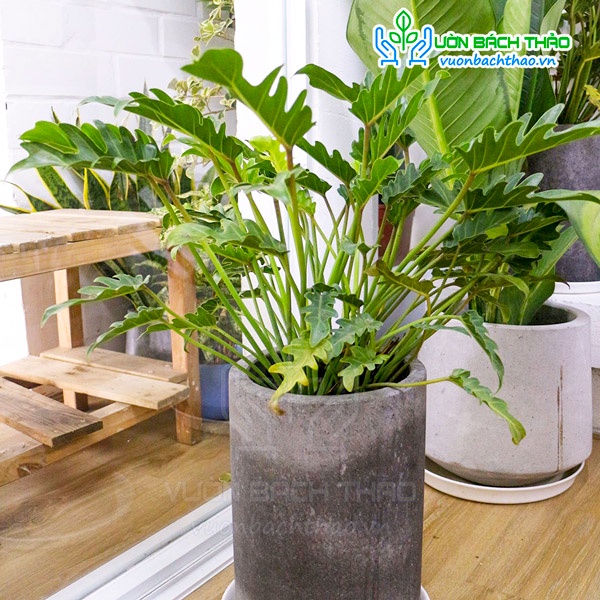 Cây trầu bà chân vịt