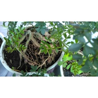 [Bonsai] Cây cần thăng bonsai