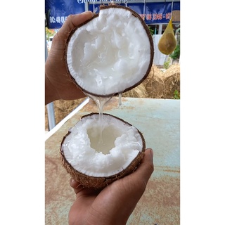 Dừa Sáp Đặc Sản Cầu Kè Trà Vinh Loại Đặc Biệt Cơm Siêu Dày