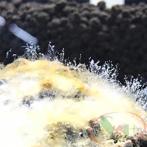 Vi Sinh Bột Min A-Q Bio 3 In 1 Setup Hồ