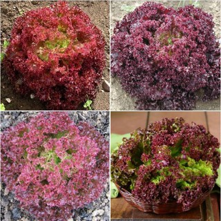 Hạt Giống Xà lách xoăn tím ( 0,5gr/gói )