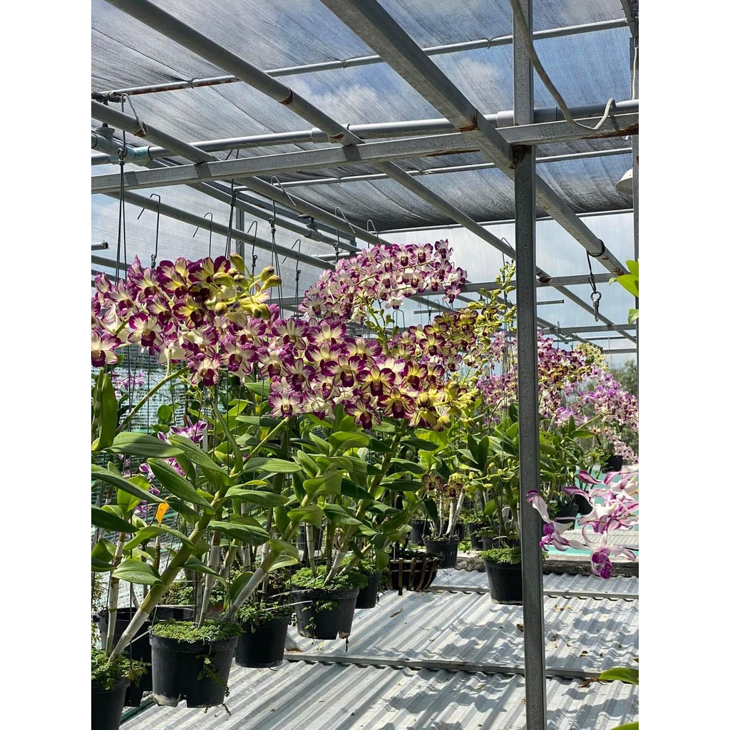 HOA LAN ĐỎ TÍM CHỚP XỔ 5%