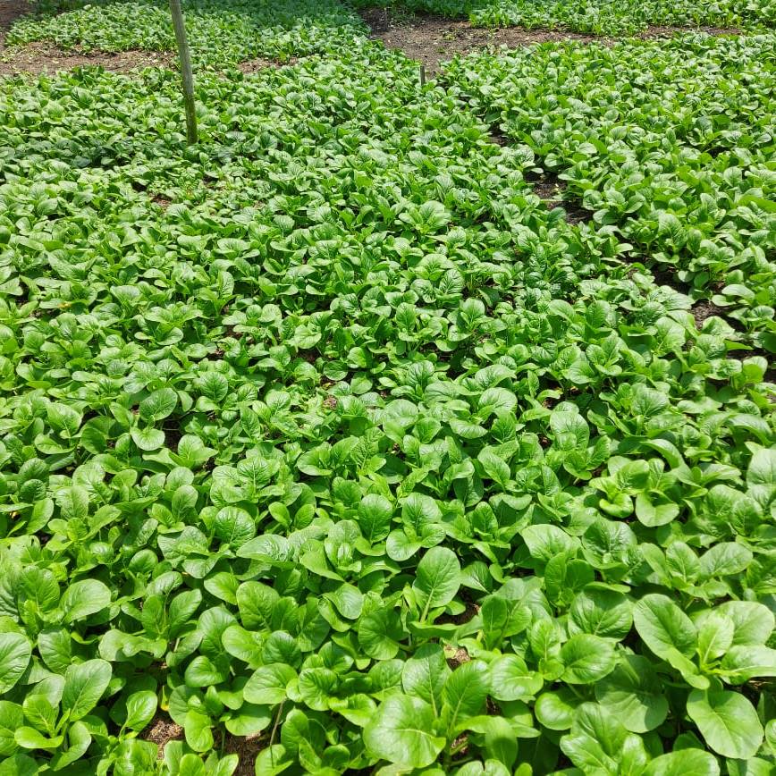 [Giao HCM trong ngày hỏa tốc] Rau Cải Ngồng Sạch Tươi Ngon tại Vườn Q12 1KG | BigBuy360 - bigbuy360.vn