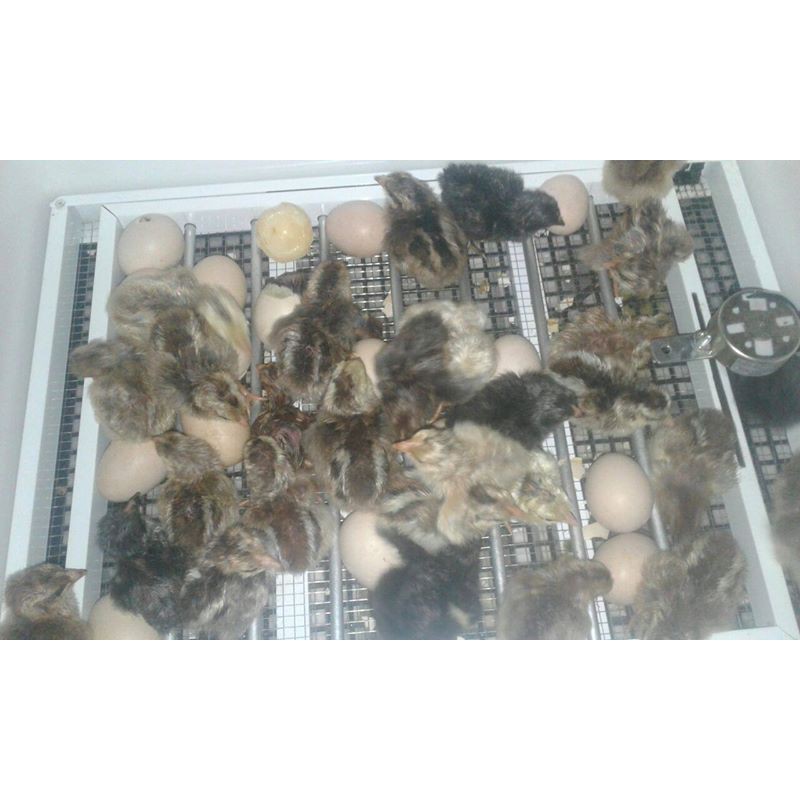[HOT] Máy ấp Ánh Dương A100 ấp 100 trứng gà, vịt, ngan, bồ câu, chim cút, nở trên 95% - Khay đảo nhôm