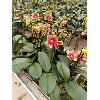 lan hồ điệp sẵn 2 ngồng hoa