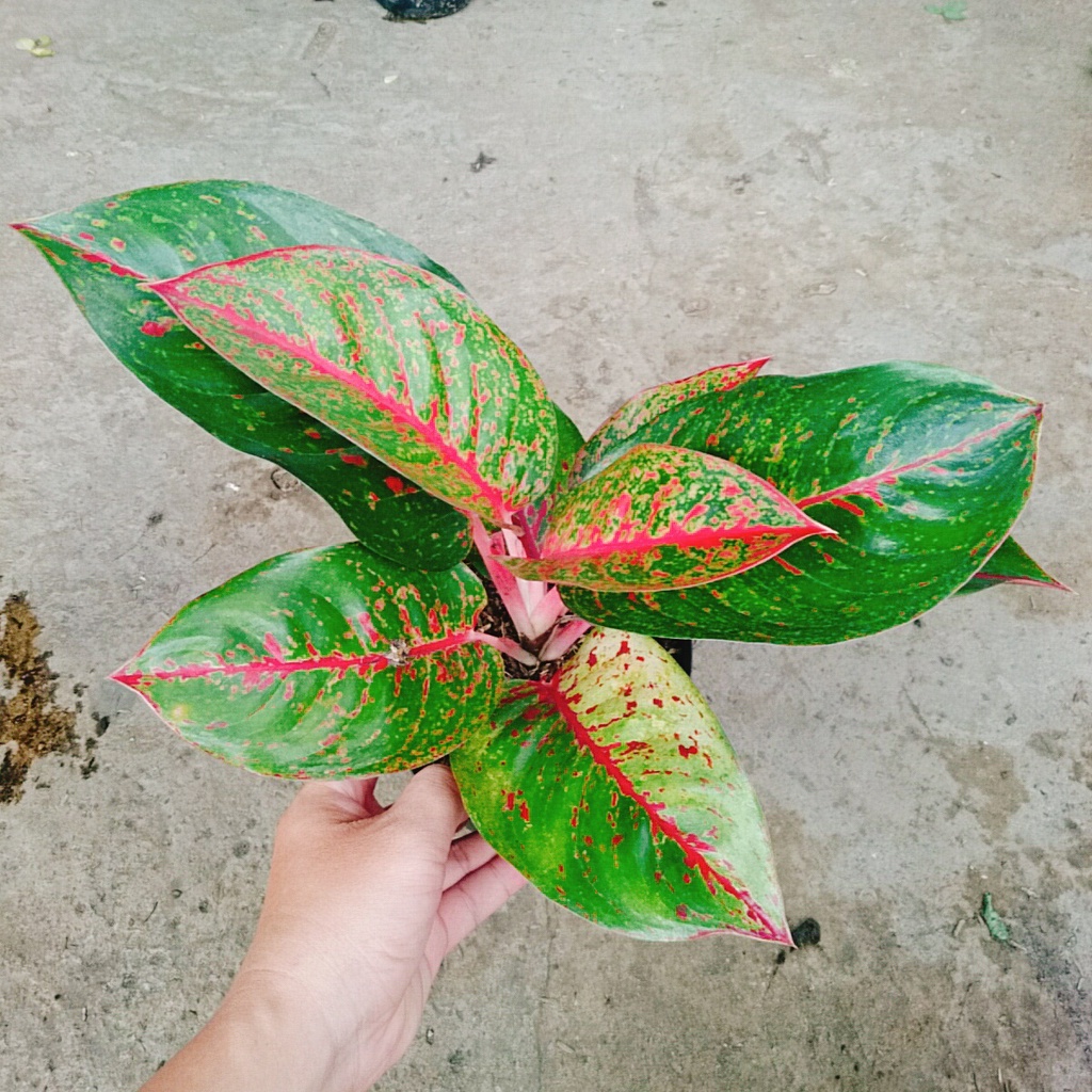 Combo Cây Thịnh Vượng + Cây Như Ý