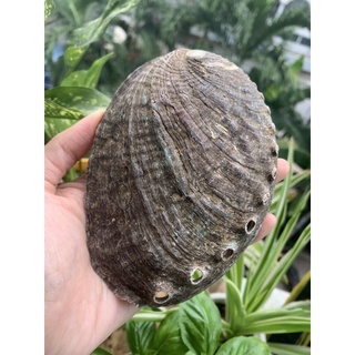 Vỏ bào ngư thô