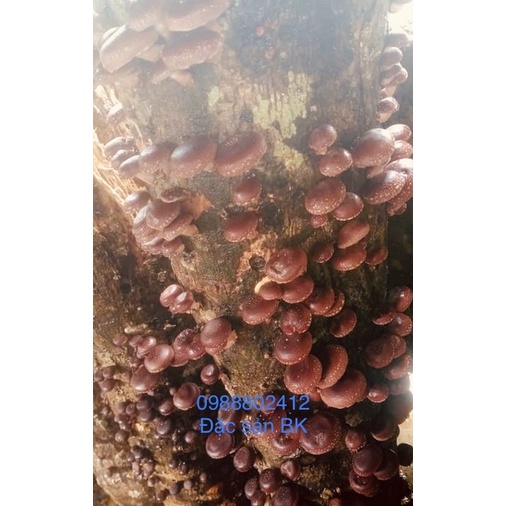 Nấm hương đặc sản bắc cạn 100gr