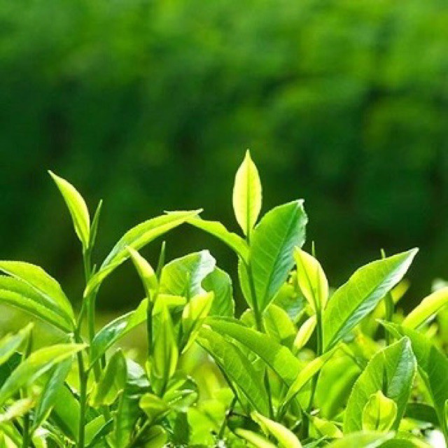 Tinh dầu 10ML thiên nhiên nguyên chất | Tự chọn 10 mùi