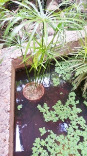 Cây thủy trúc