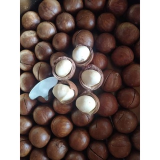 500g Hạt Macca DAKLAK Sấy Nứt Vỏ