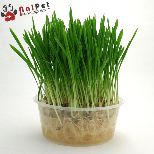 Bộ Trồng Cỏ Tươi Hạt Giống Cỏ Tươi Cho Mèo Cat Grass Kit Bioline 12g