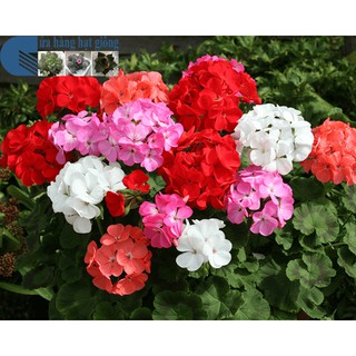 HẠT GIỐNG PHONG LỮ THẢO - 10 hạt/ gói