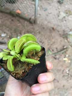 Cây bẫy mồi, kẹp mồi Ailen