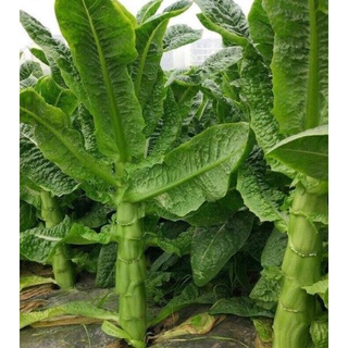 3000 Hạt Giống Rau Diếp Nếp Thơm Cao Sản( Rau Ngó Xuân) Dễ Trồng ( 5530)