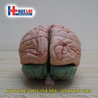 Mô hình thực hành nghiên cứu não bộ
