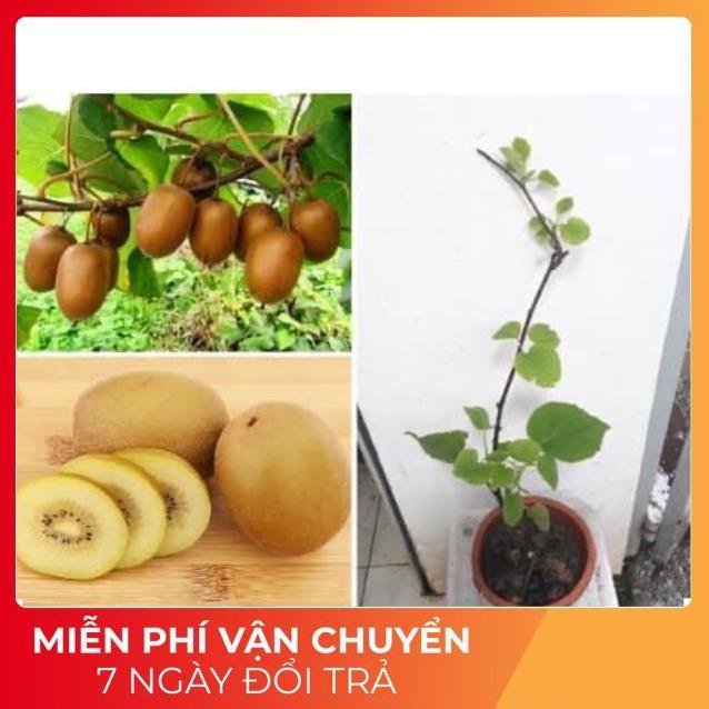 [SALE] cây kiwi ra quả siêu sớm (ảnh thật số 2) -Tặng Kèm Phân Bón