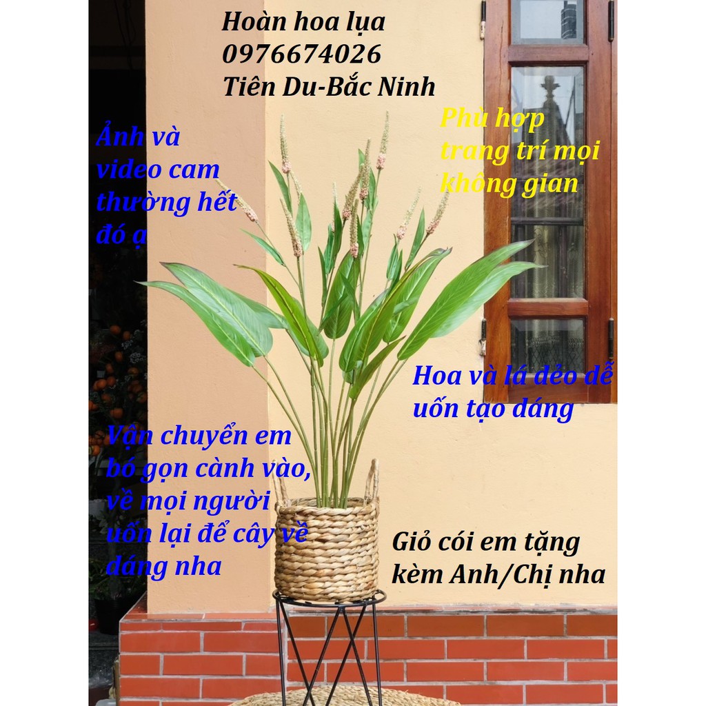 Cây decor cắm sẵn, phù hợp trang trí phòng khách, phòng ngủ.