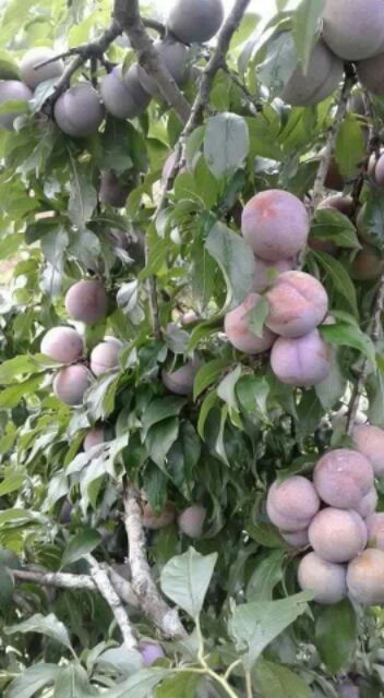 Mận hậu mộc châu