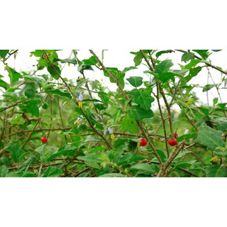 Cà Gai Leo Sấy Khô 500g