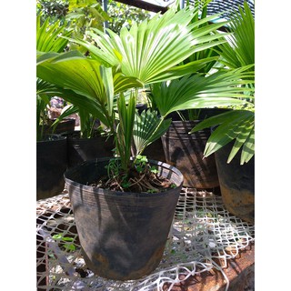 Cây Cọ Để Bàn siêu cute dễ thương