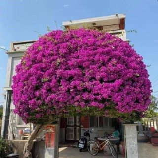 Giấy Thái leo tường