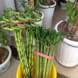 trúc lộc phát lộc phất dụ cành 90-100cm