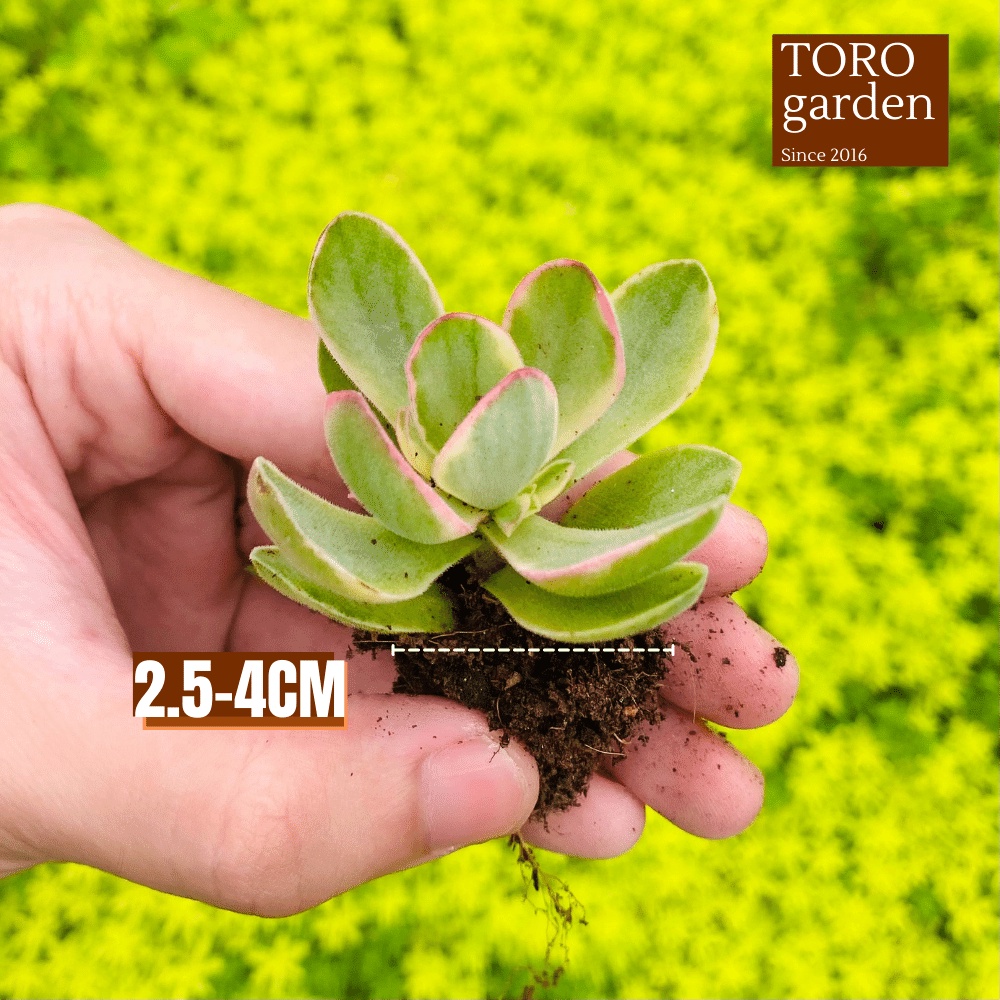 Sen đá bướm var mini Đà Lạt size mini cây cảnh trang trí nhà cửa Toro garden