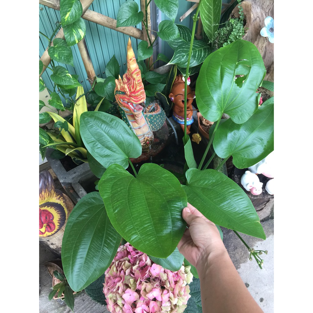 Phân viên nén hữu cơ Bua Thong Thailand chuyên bón cây sen, súng và các loại thủy sinh khác vỉ 12 viên, lọ 50 viên