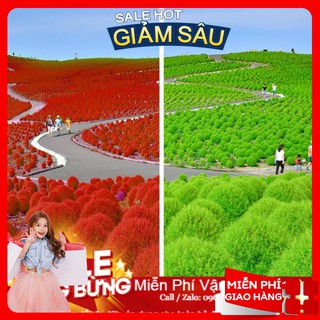 Hạt Giống Cỏ Đổi Màu - 50 Hạt / Gói