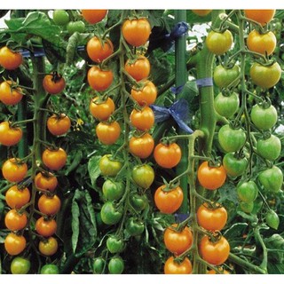 Hạt giống Cà chua bi cây cao quả tròn Vàng - Gói 10 hạt