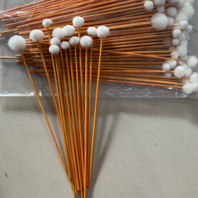 Bông se tai lông vịt bịch 100 cây