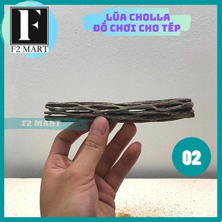 Lũa Cholla | Lũa Xương Rồng Chuyên Cho Tép Cảnh