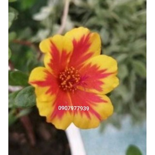 Chậu 10h sam nhiều màu