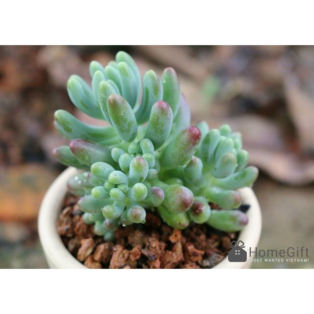 50H - hạt giống sen đá sedum mix