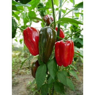 Cây Giống Ớt Chuông Đỏ
