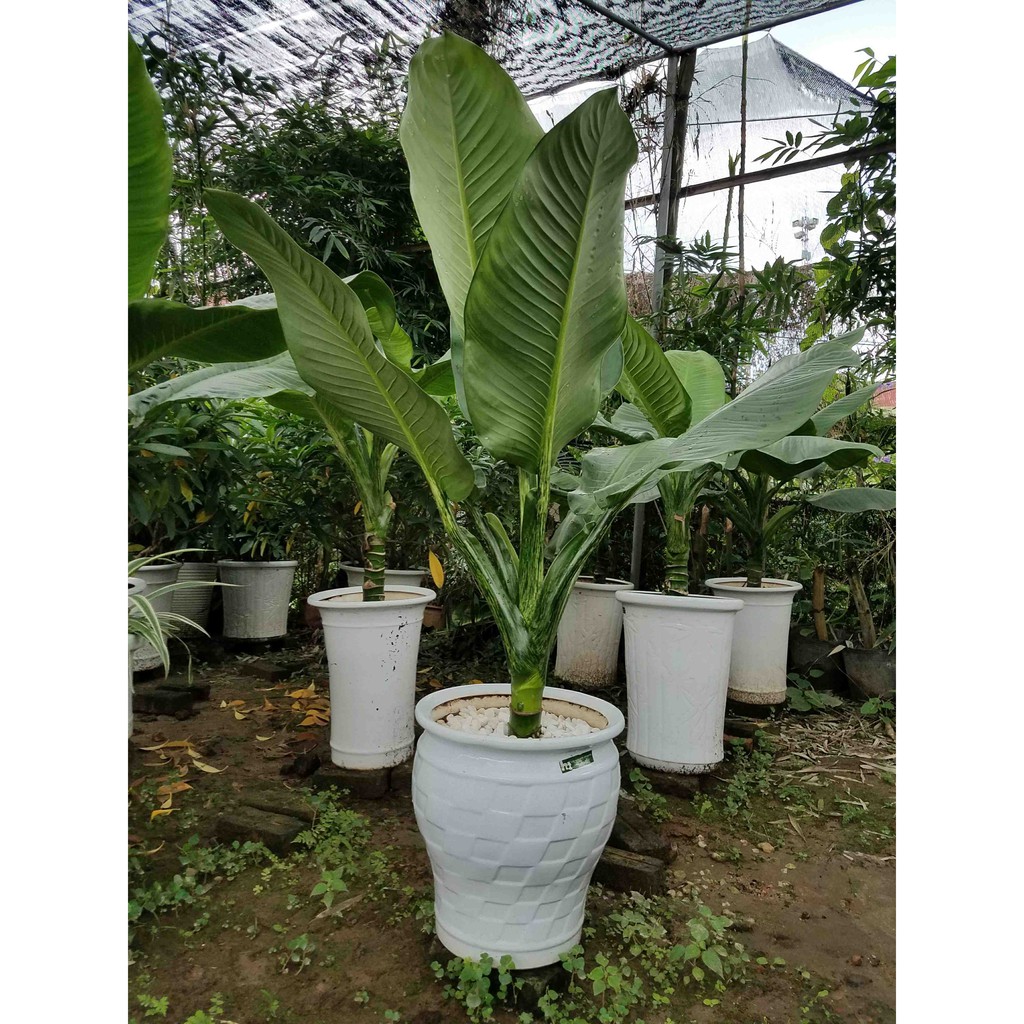 Cây Đại Phú Gia Phong Thủy